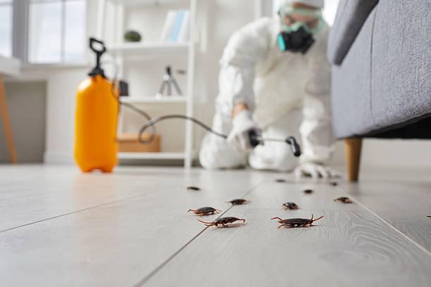 Post-Treatment Bed Bug Interceptor Monitoring in Monmouth